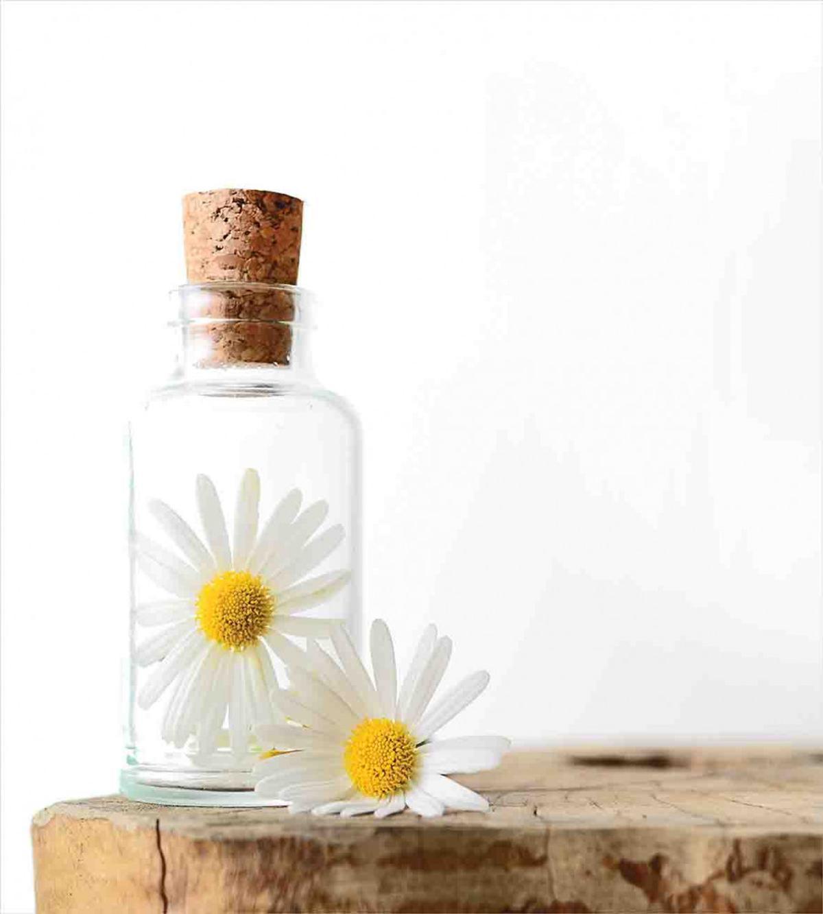 Romantic Chamomile in Bottle — Pattern