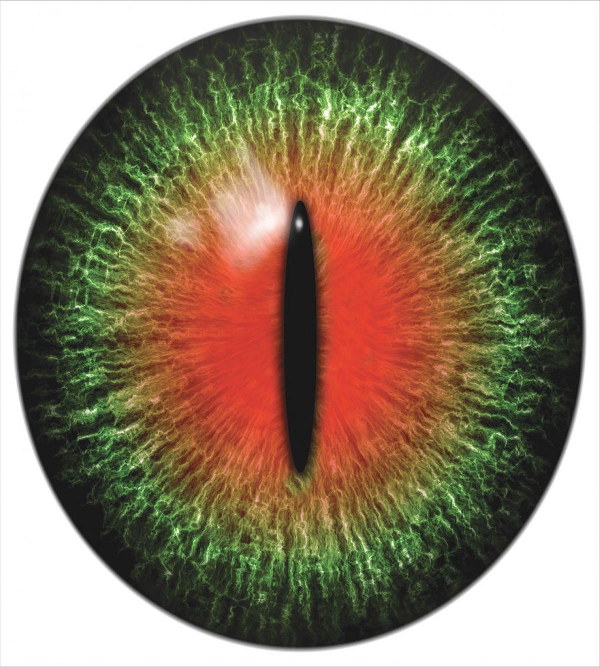 Exotic Cat Eye Egypt — Pattern