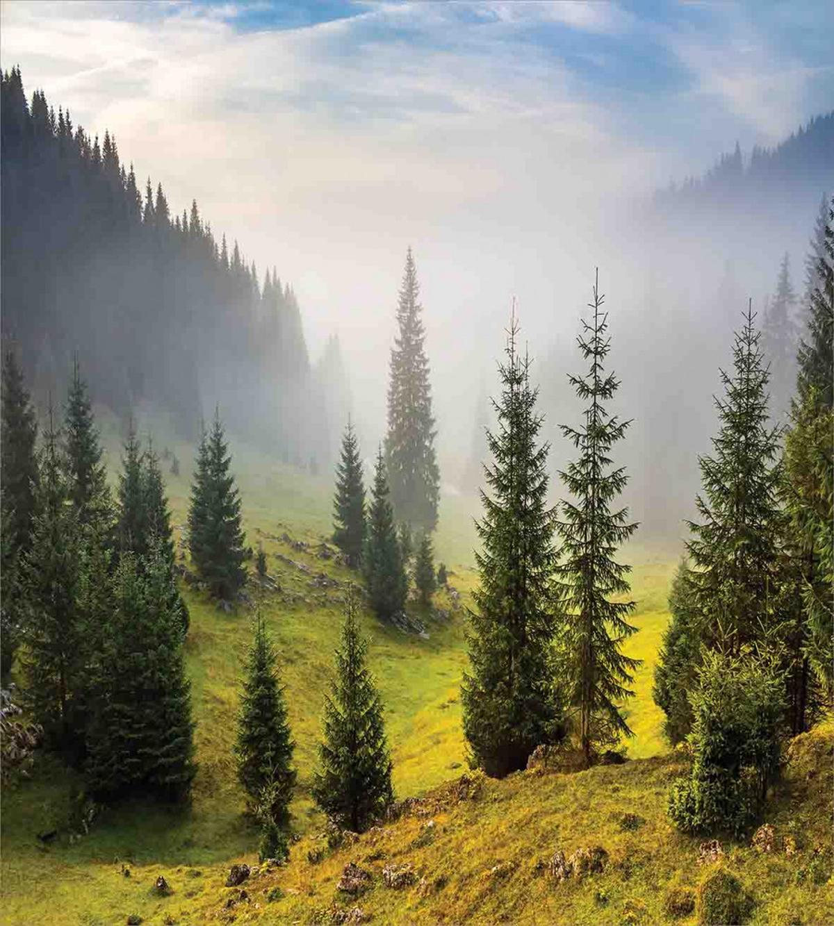 Green Trees on Meadow — Pattern