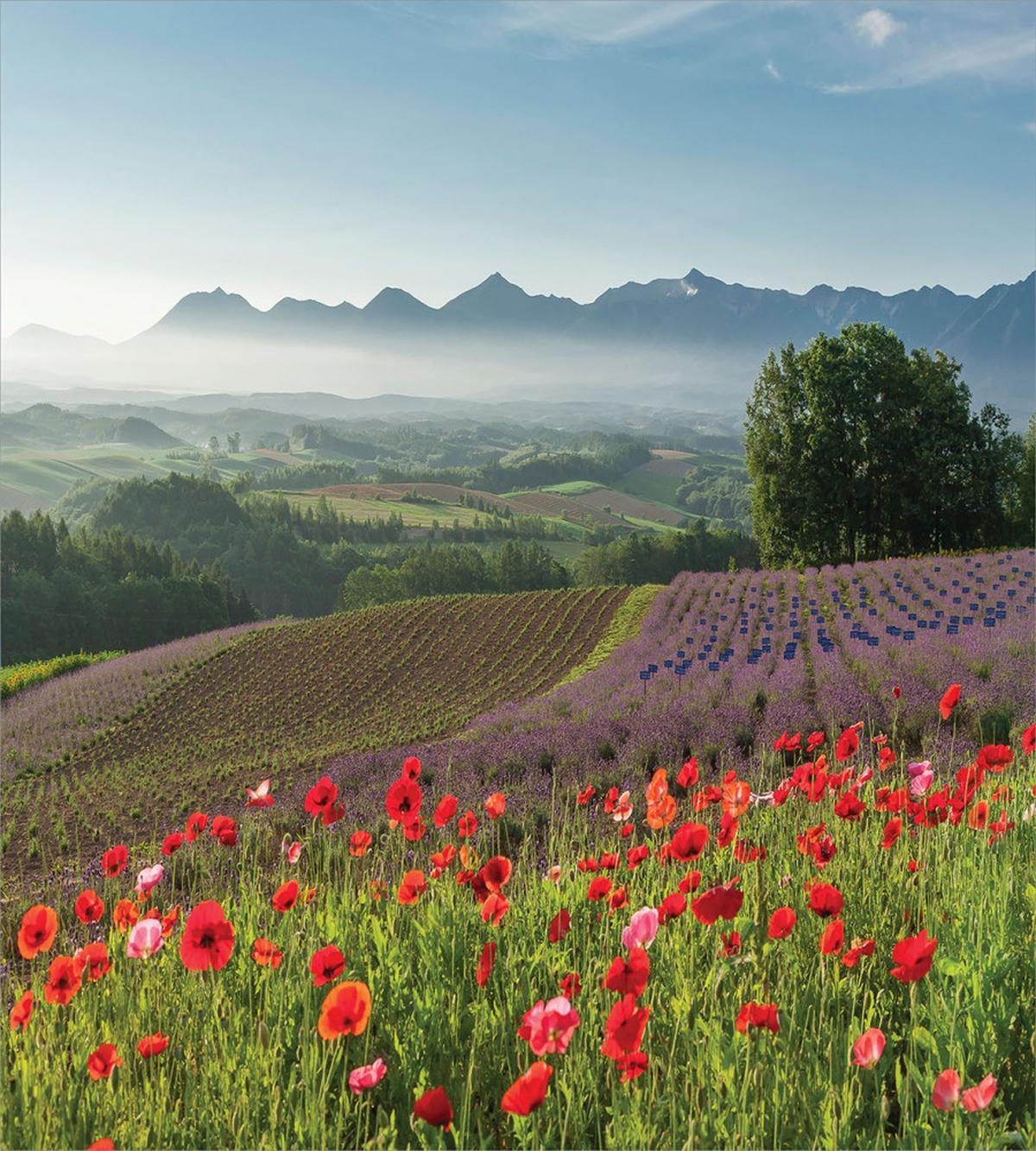 Lavender Farm Morning — Pattern