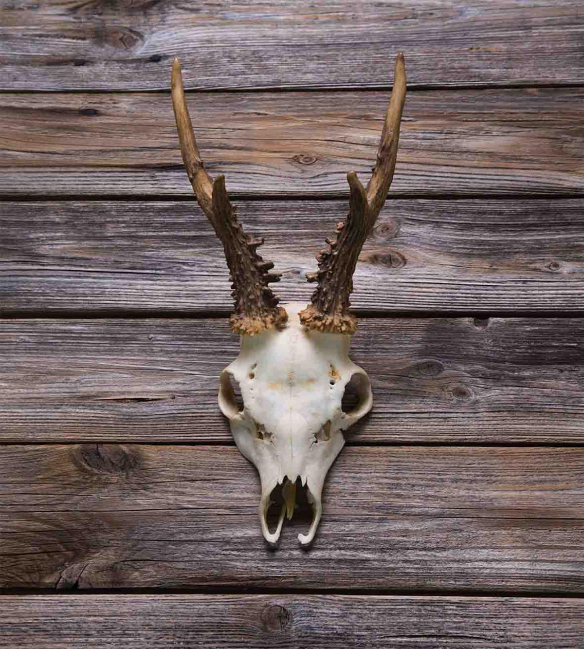 Rustic Antlers on Wood — Pattern