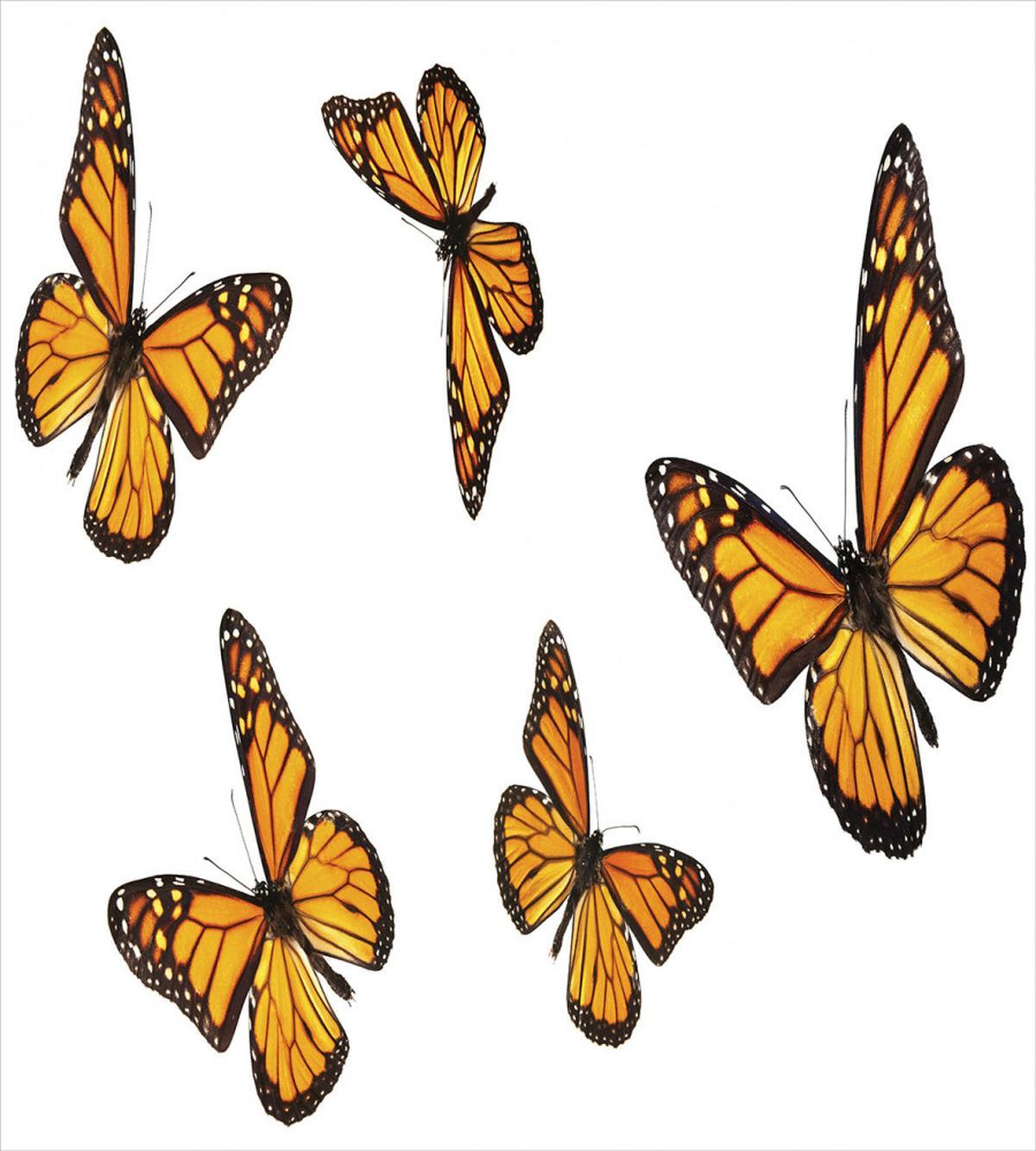 Gracious Winged Insect — Pattern