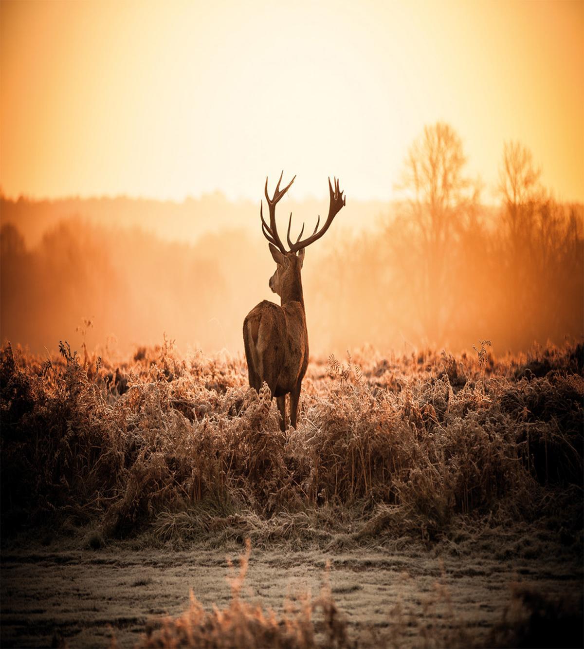 Deer Morning Sun — Pattern