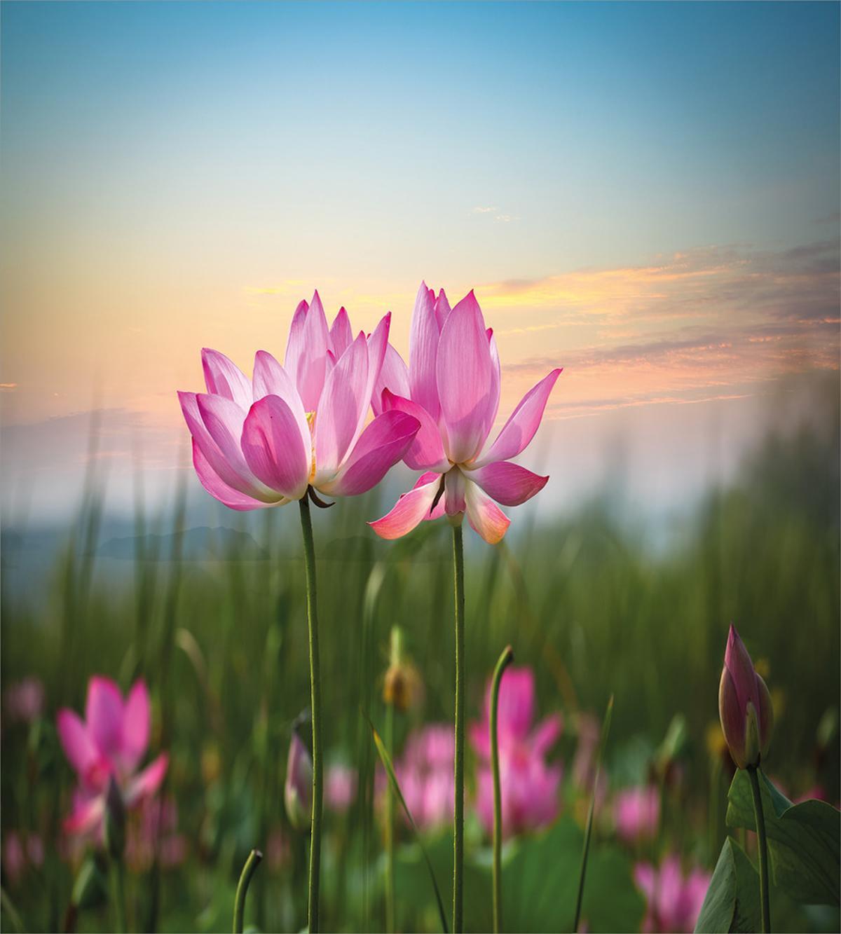 Blooms Garden — Pattern