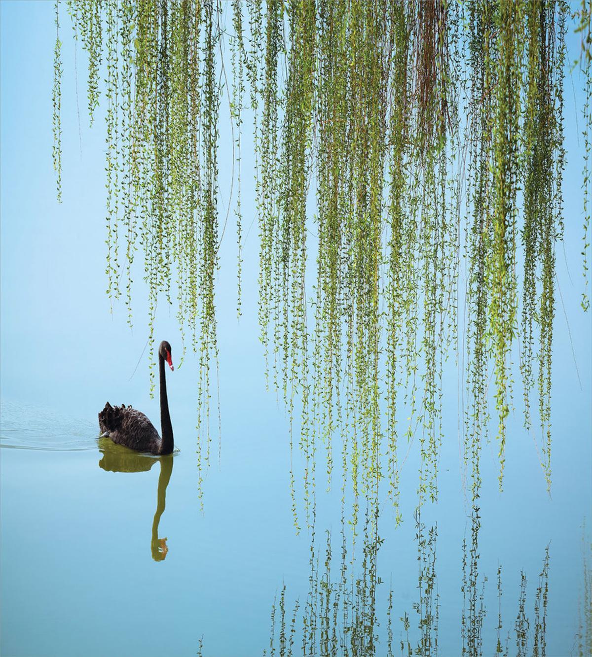Black Swan on the Lake — Pattern