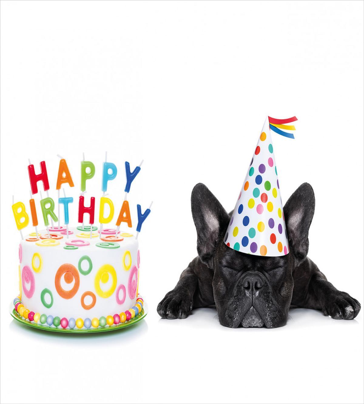 Bulldog Party Cake — Pattern