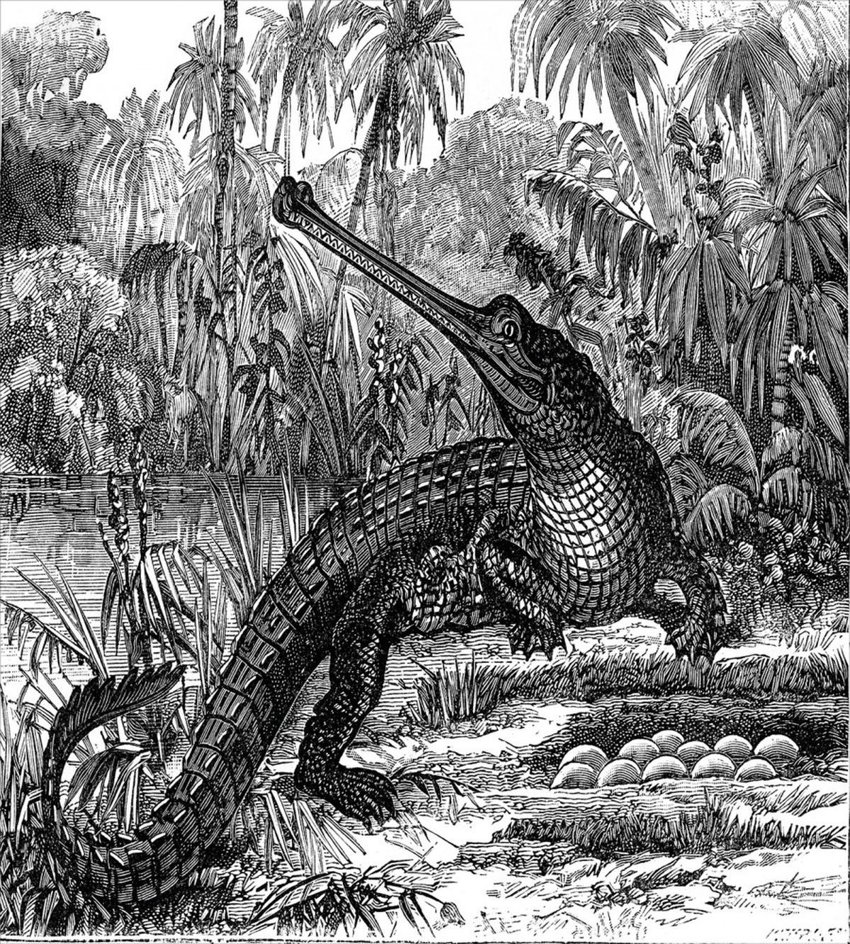Old Crocodile in Forest — Pattern