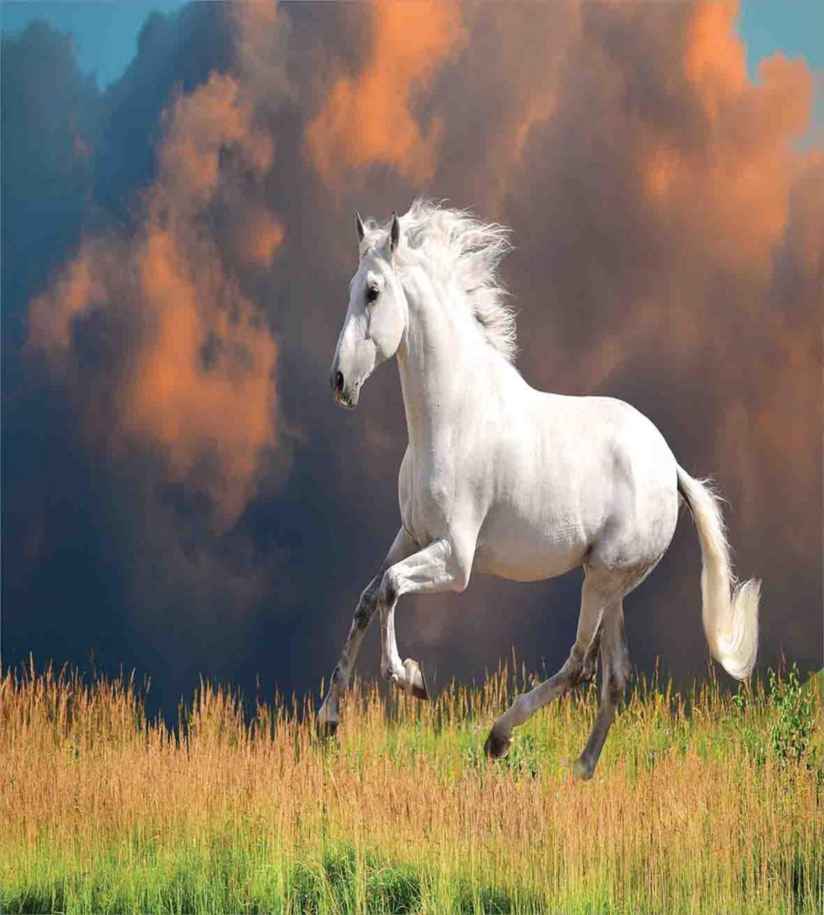 Andalusian Horse Dusk — Pattern
