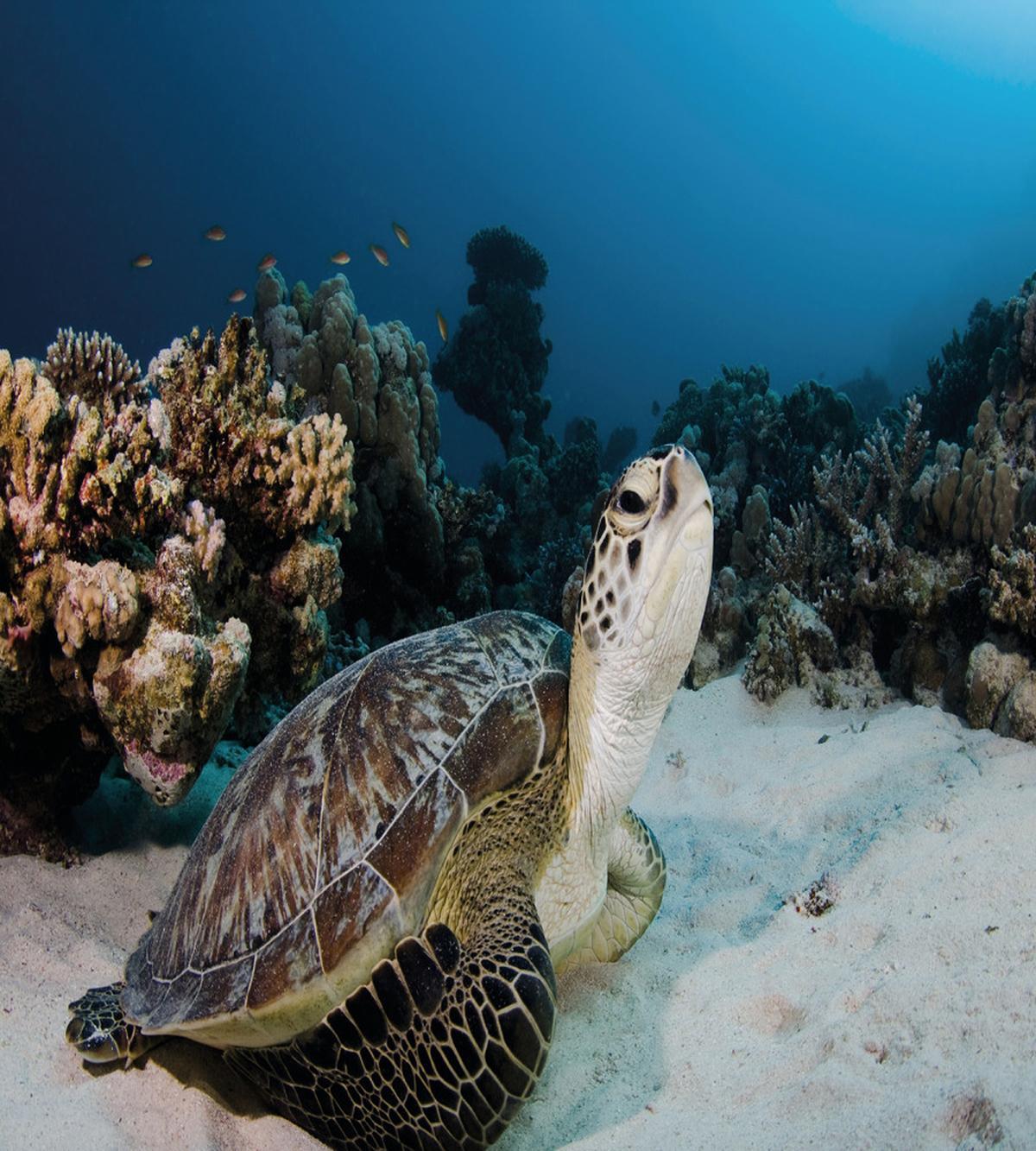 Turtle Coral Reef — Pattern