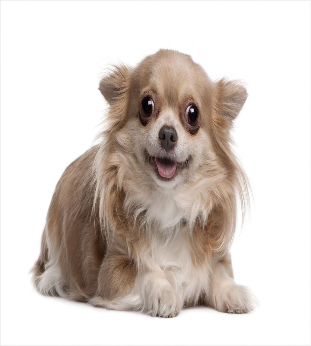 Funny Puppy Lying — Pattern