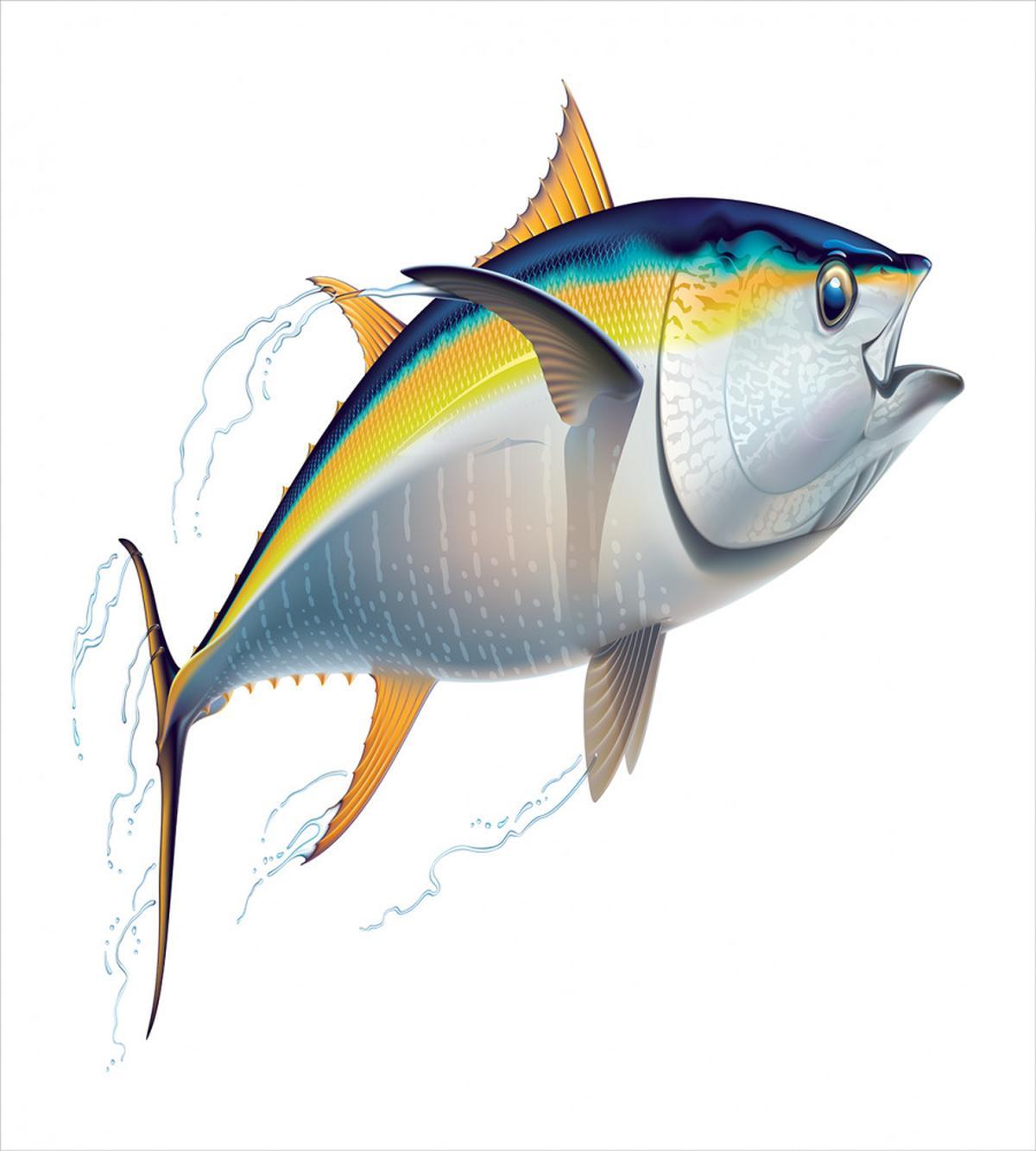 Realistic Yellowfin Tuna — Pattern