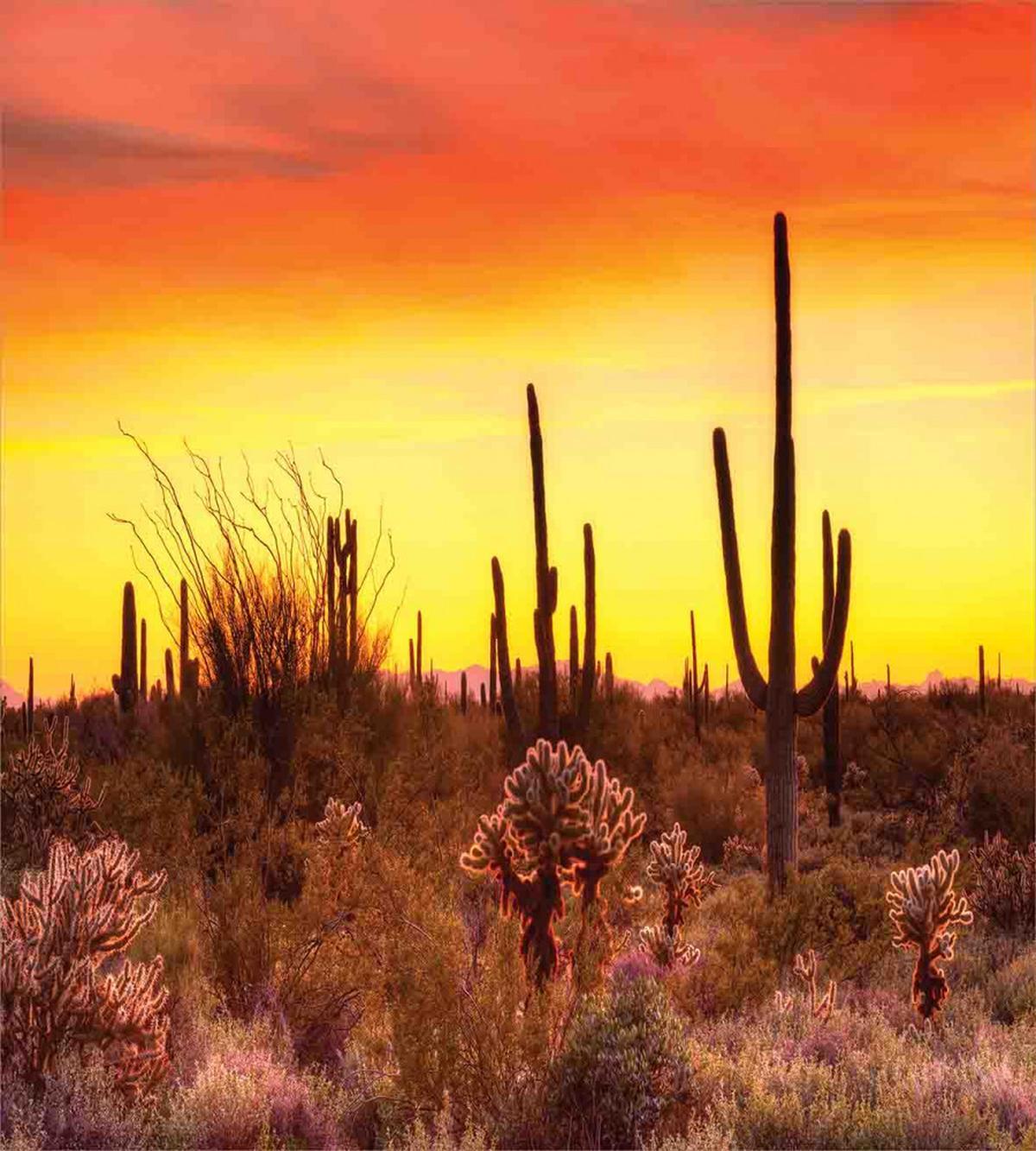 Cactus and Weeds Land — Pattern