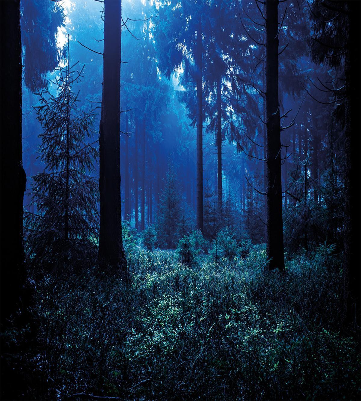 Misty Fall Nature Scenery — Pattern