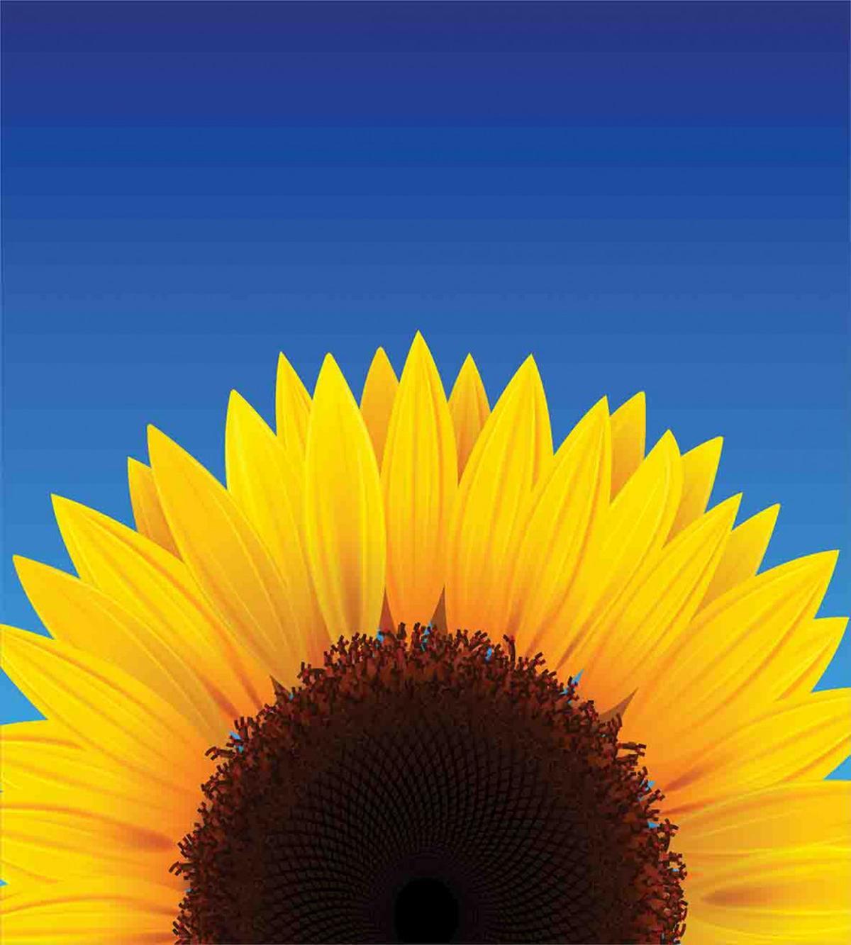 Sunflower Leaf — Pattern