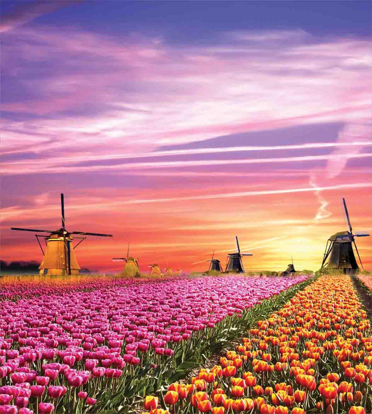 Scenic Tulip Fields — Pattern