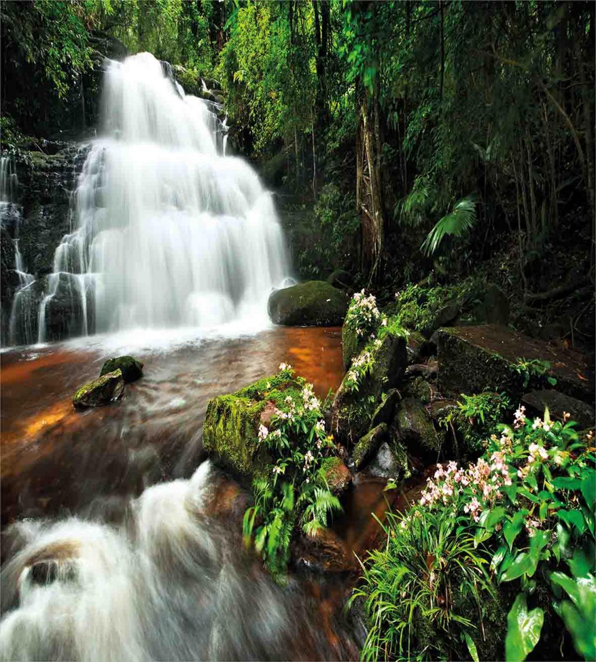 Jungle Trees and Waterfall — Pattern