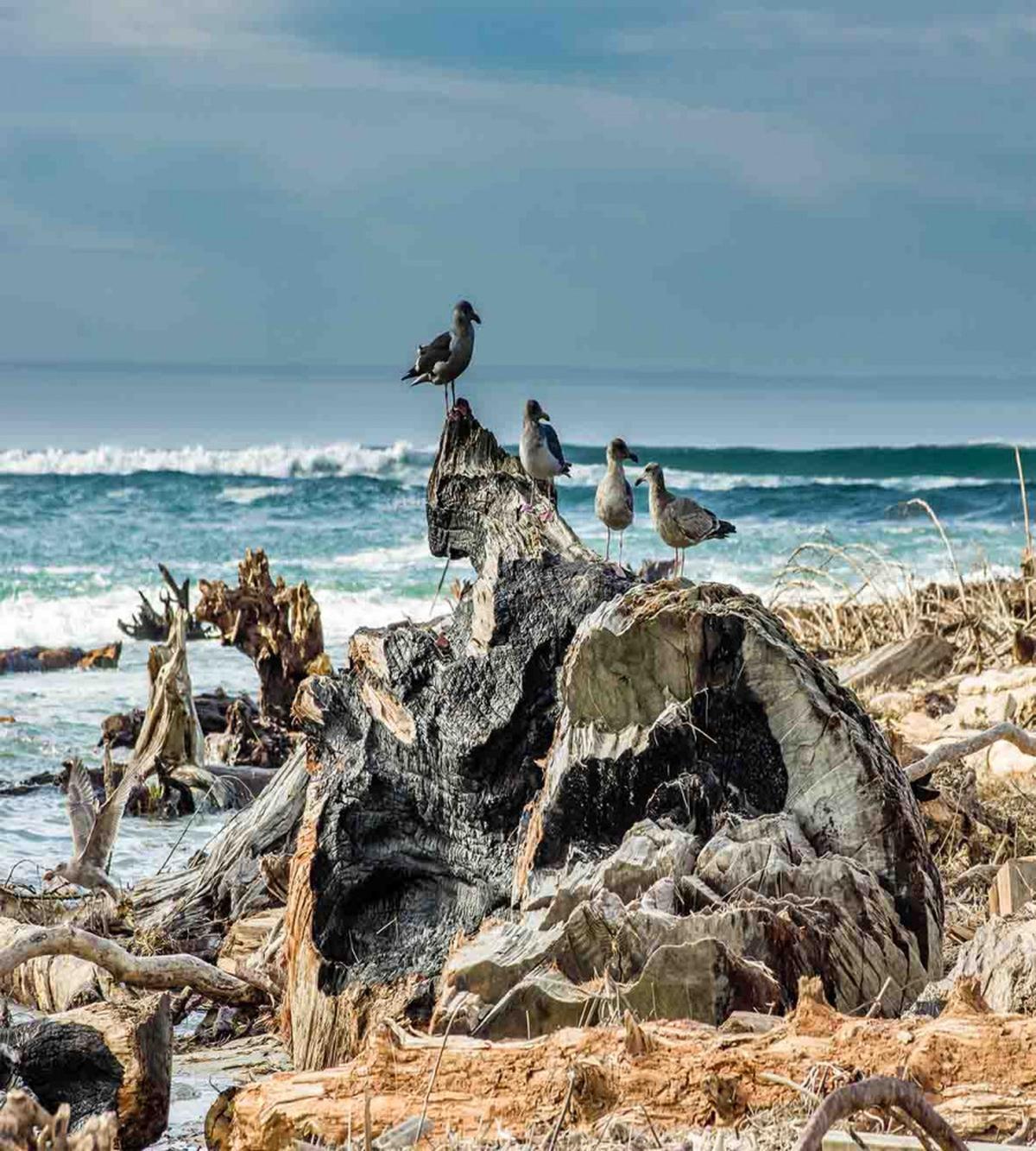 Driftwood Shore Seagull — Pattern