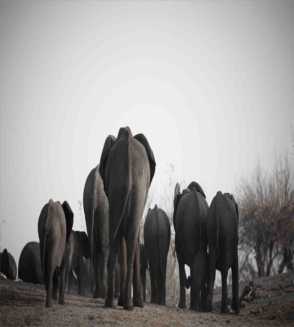 Tropic Wildlife Safari — Pattern