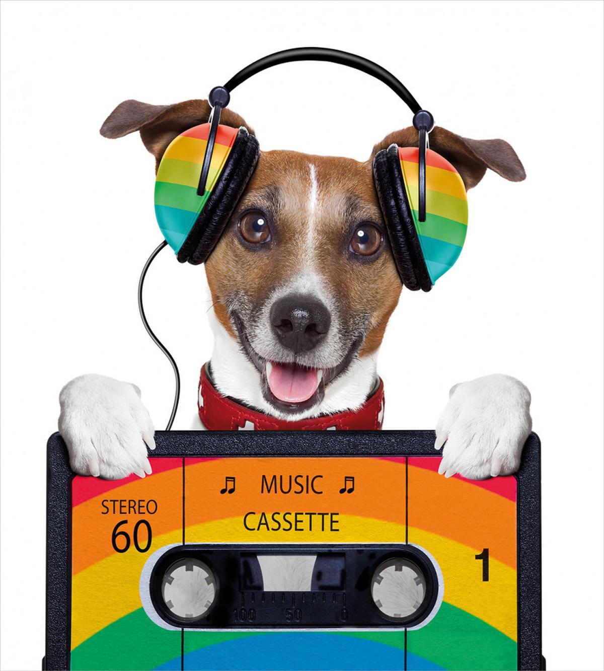 Dog Headphones — Pattern