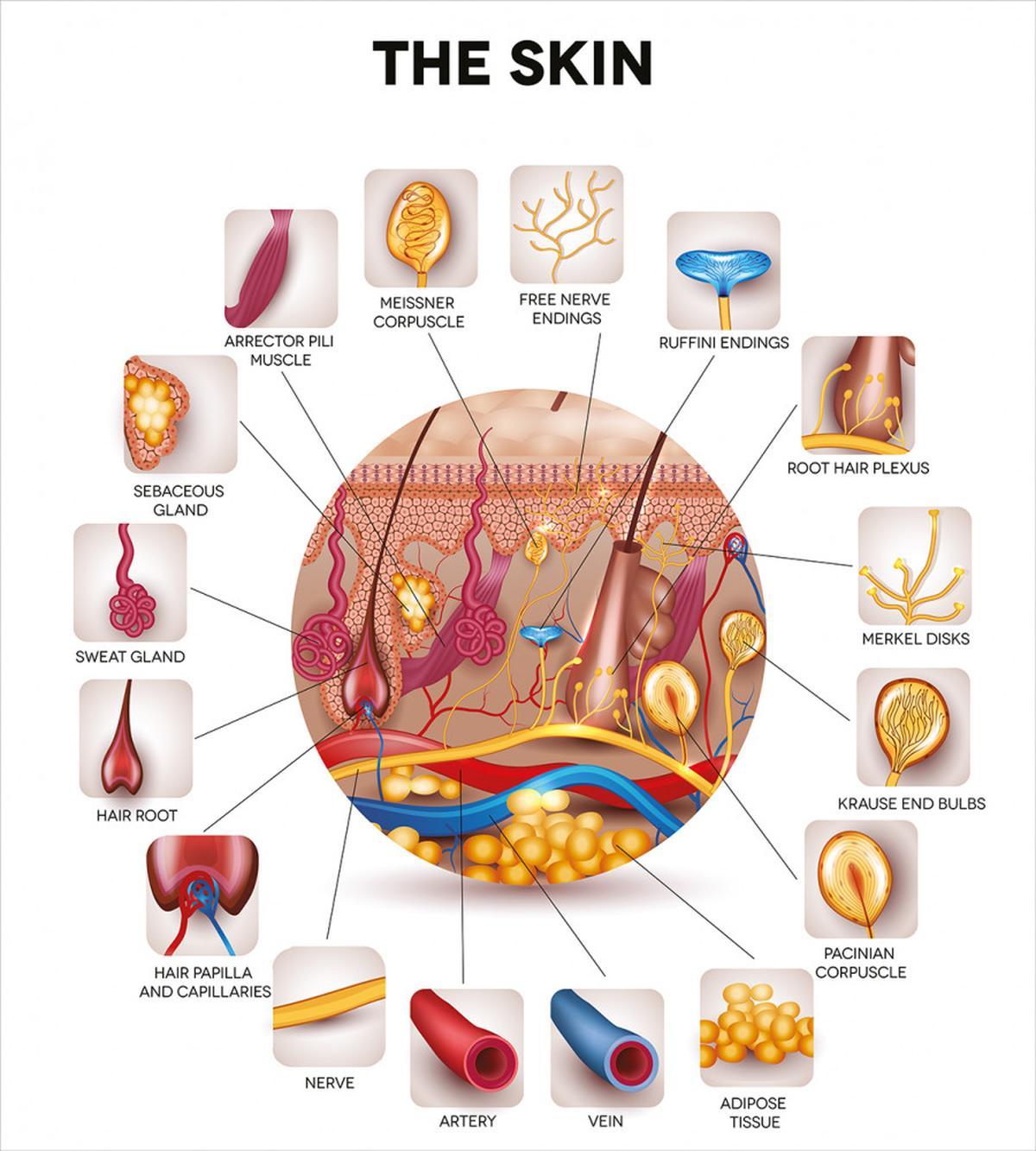 Skin Anatomy Veins — Pattern