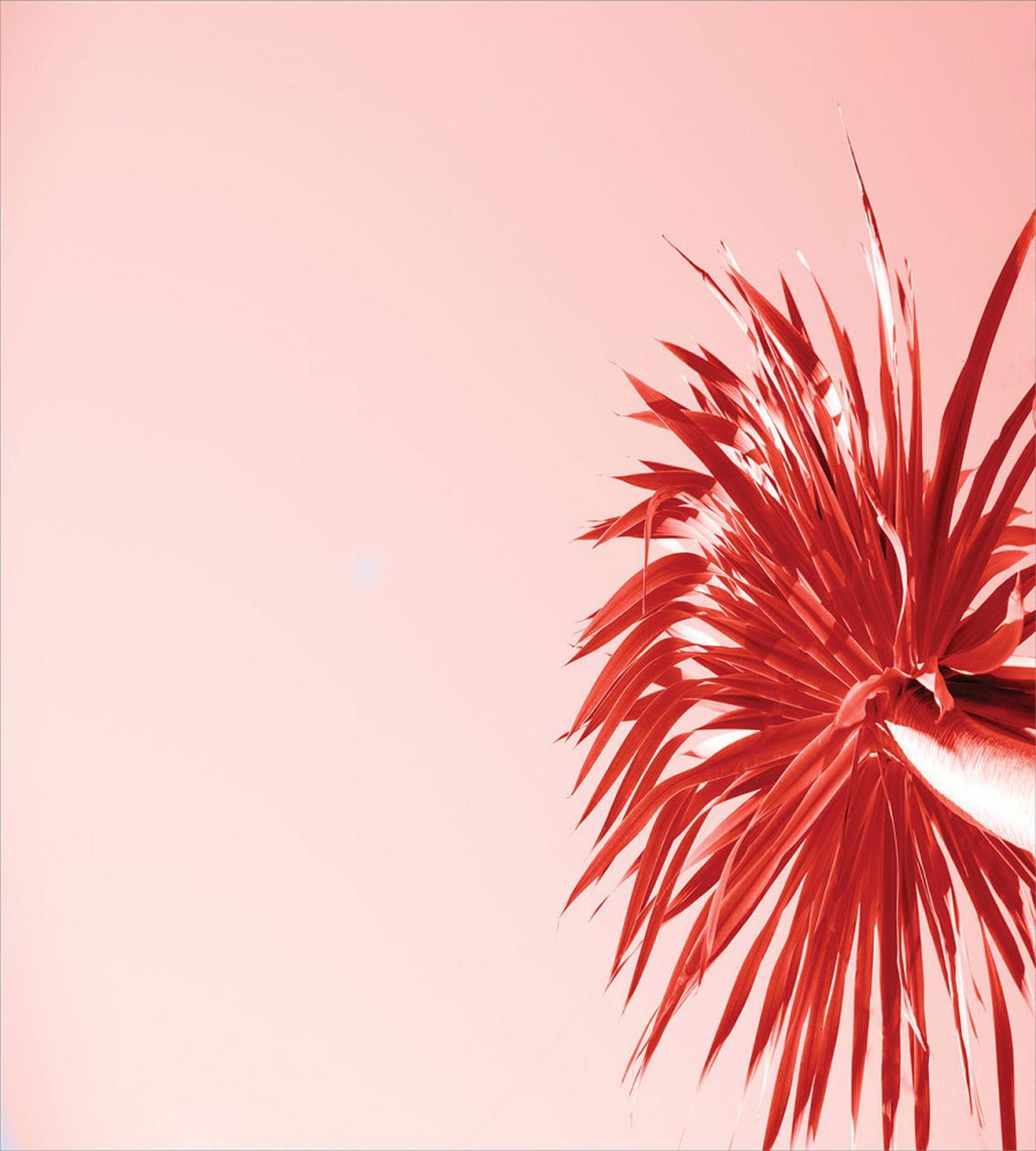 Palm and Pure Sky — Pattern