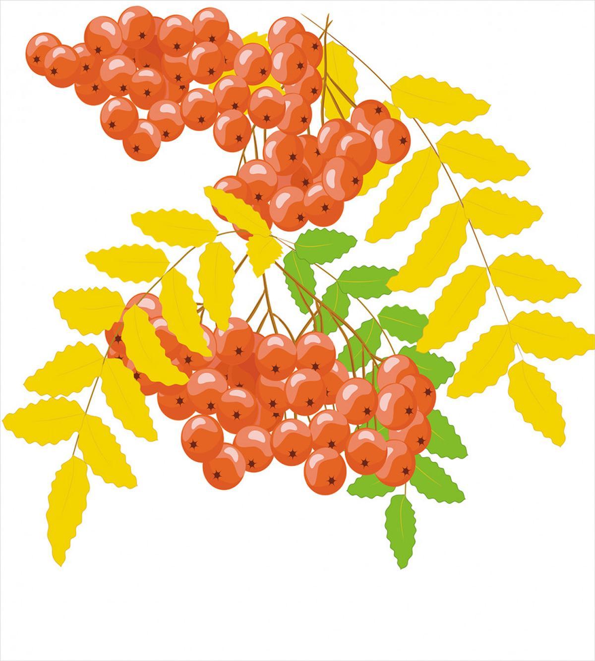 Juicy Fruits and Leafage — Pattern