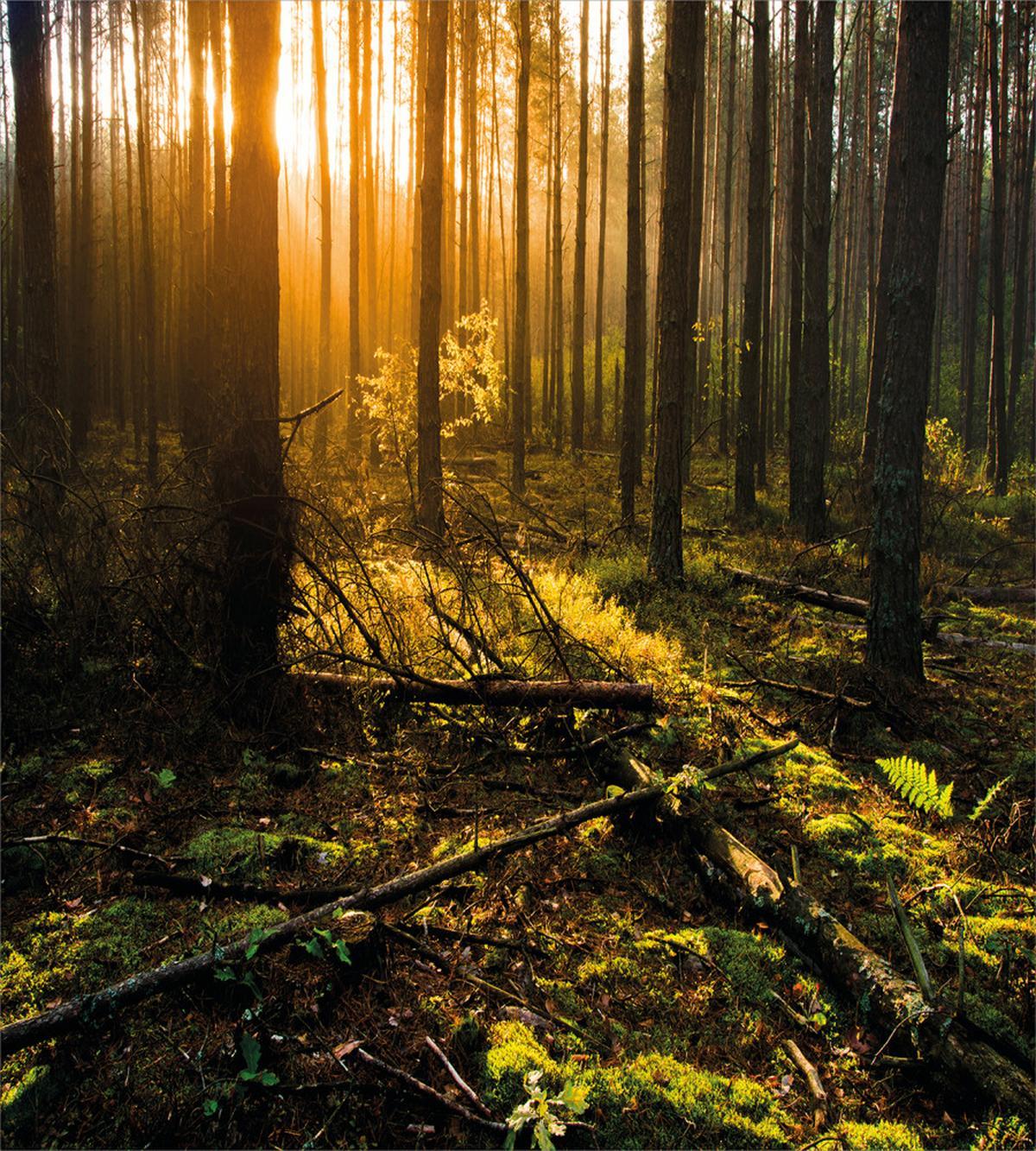 Misty Morning Sun Rays — Pattern