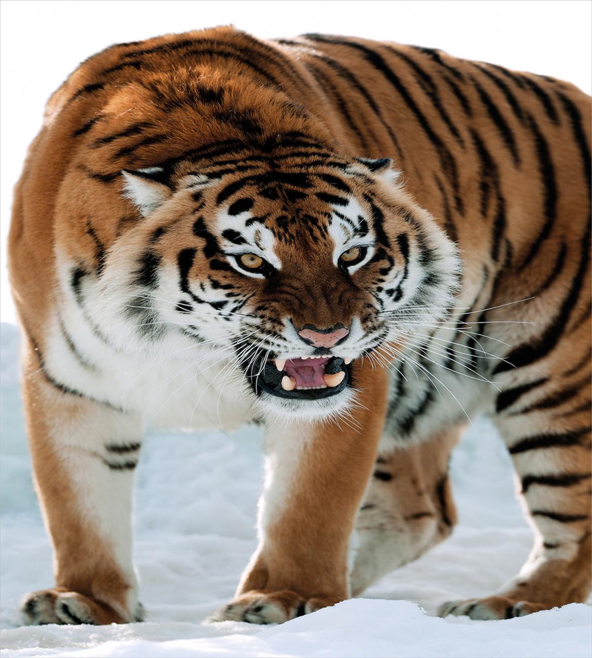 Siberian Predator Feline — Pattern