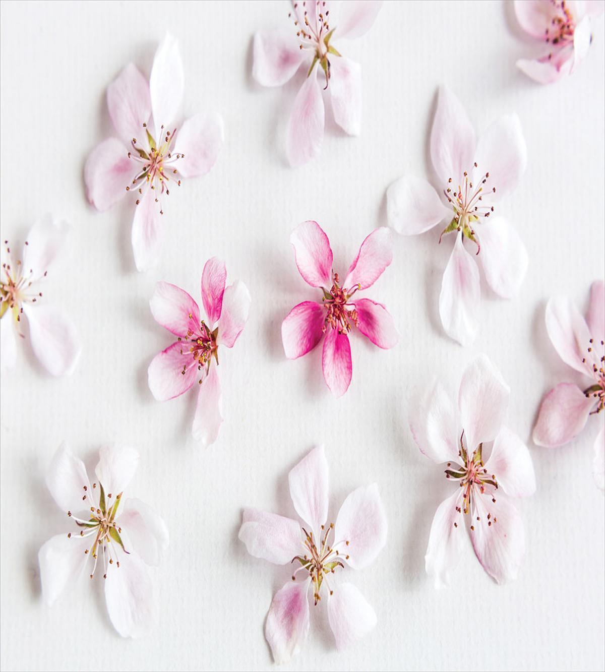 Sakura Petals Love — Pattern