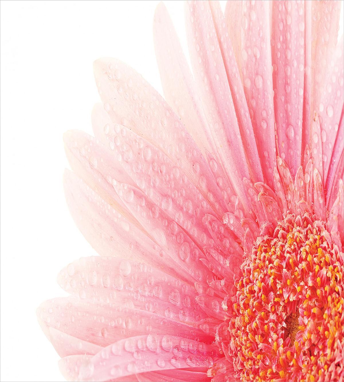 Wet Gerbera — Pattern