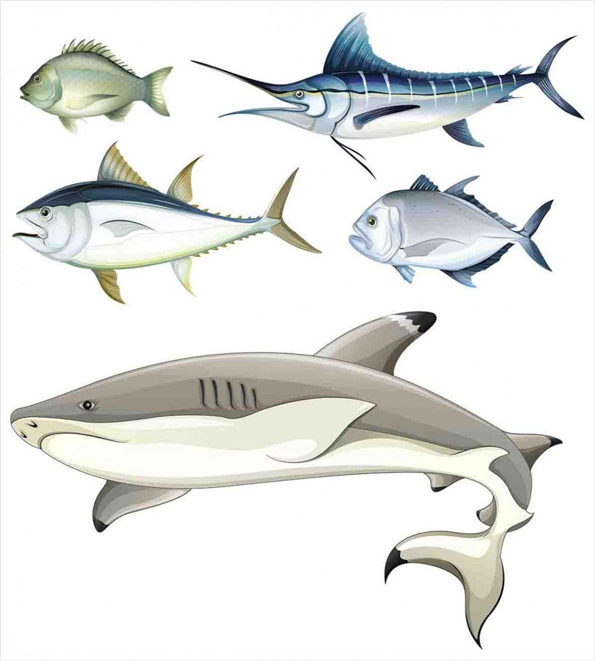 Collage of Aquatic Animal — Pattern