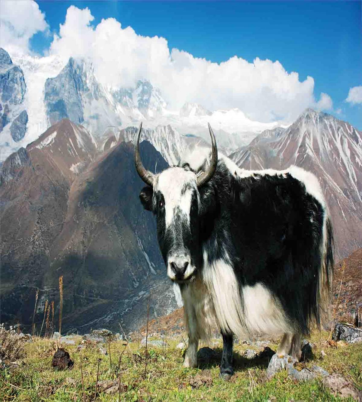 Bull Rural Mountains — Pattern