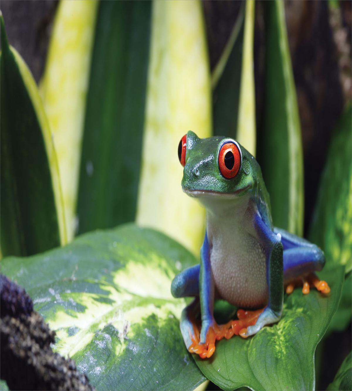 Exotic Vivid Animal on Leaf — Pattern