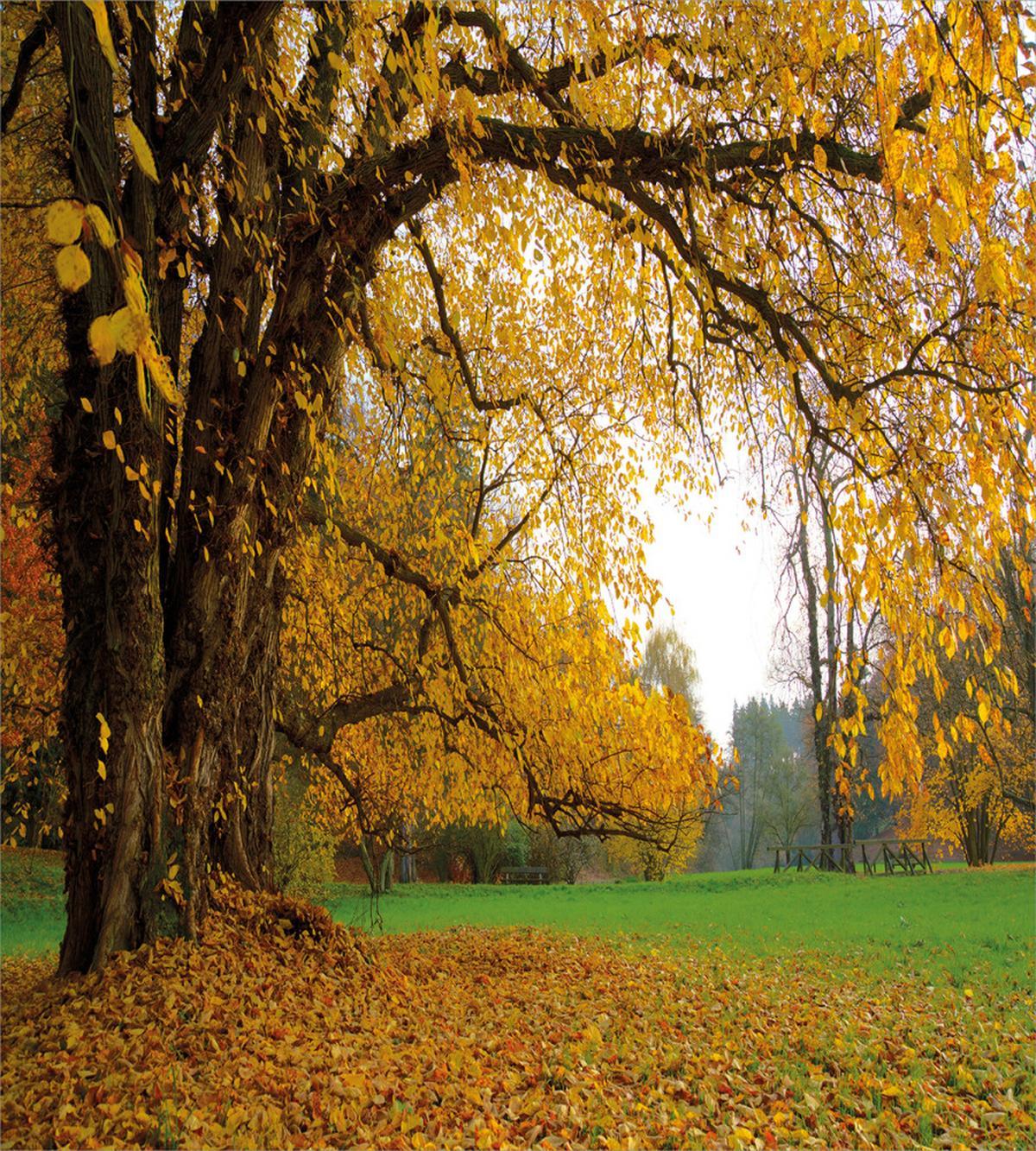 Big Oak Tree — Pattern