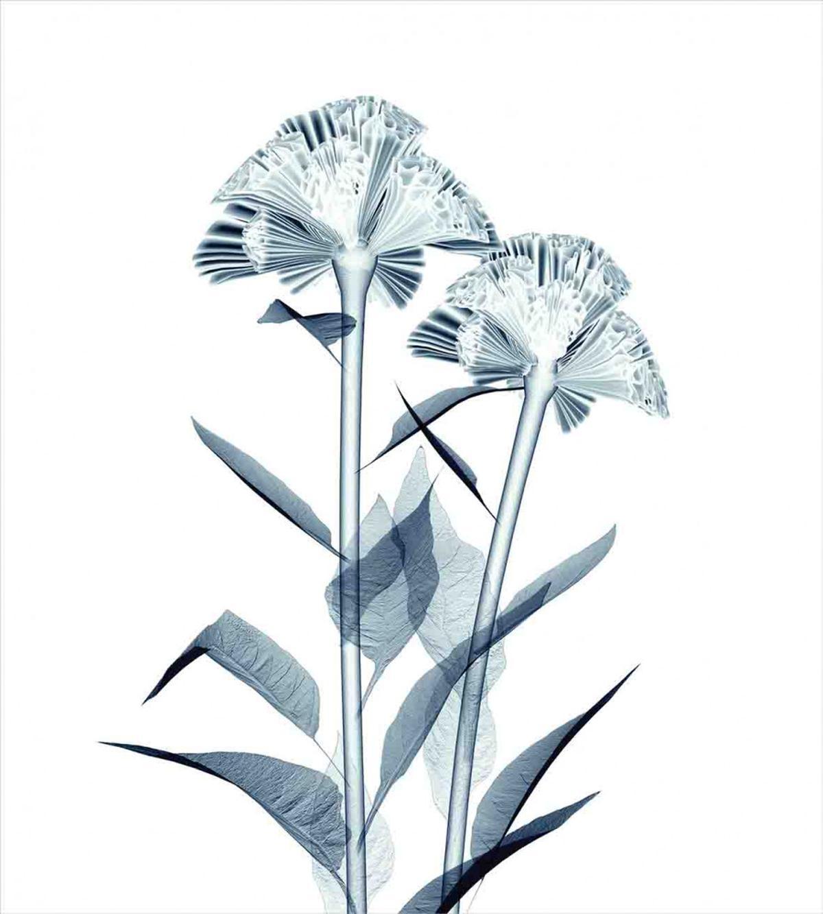 Flowers X-Ray Vision — Pattern
