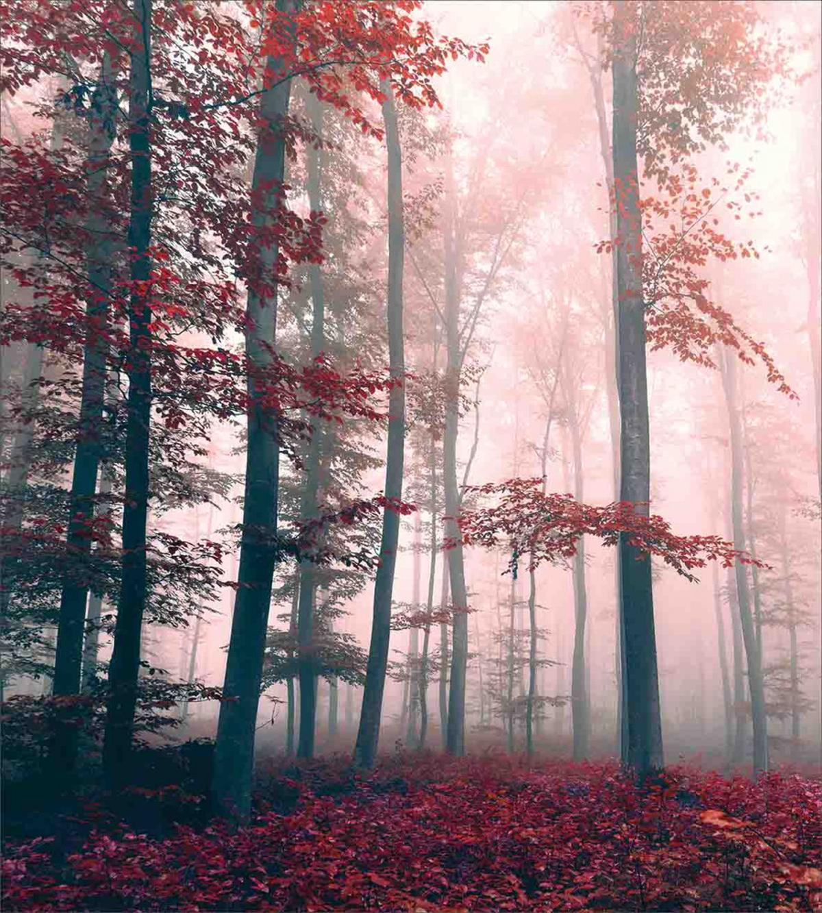Autumn Fall Nature Woods — Pattern