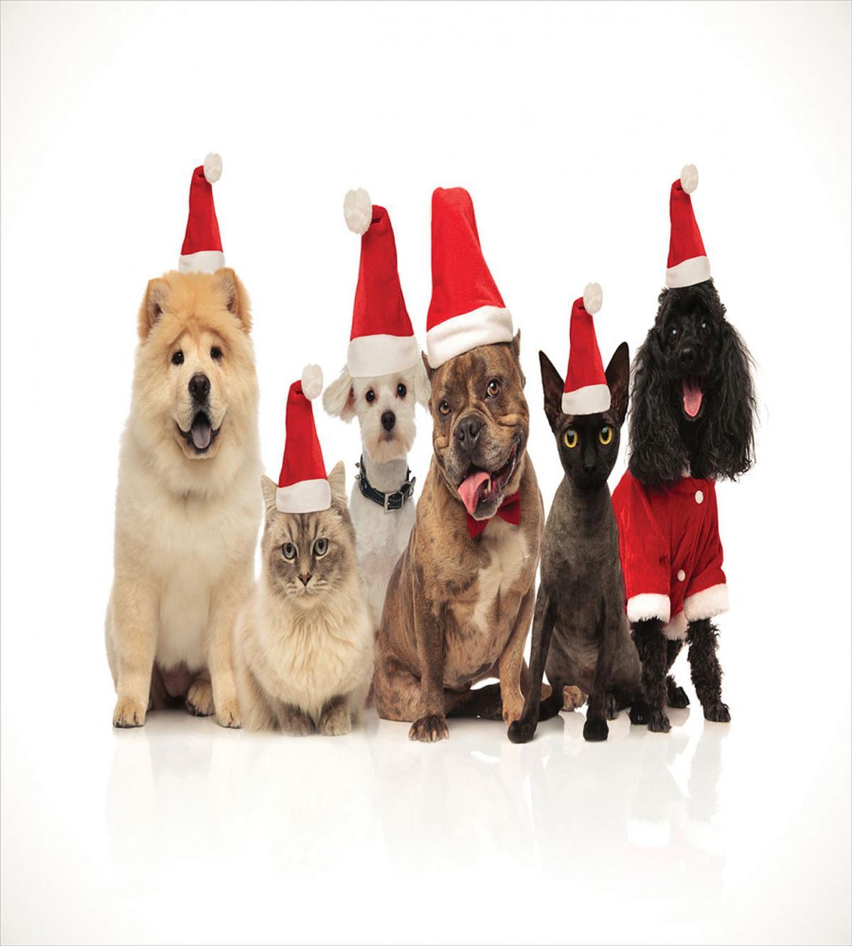 Team of Pets Panting — Pattern