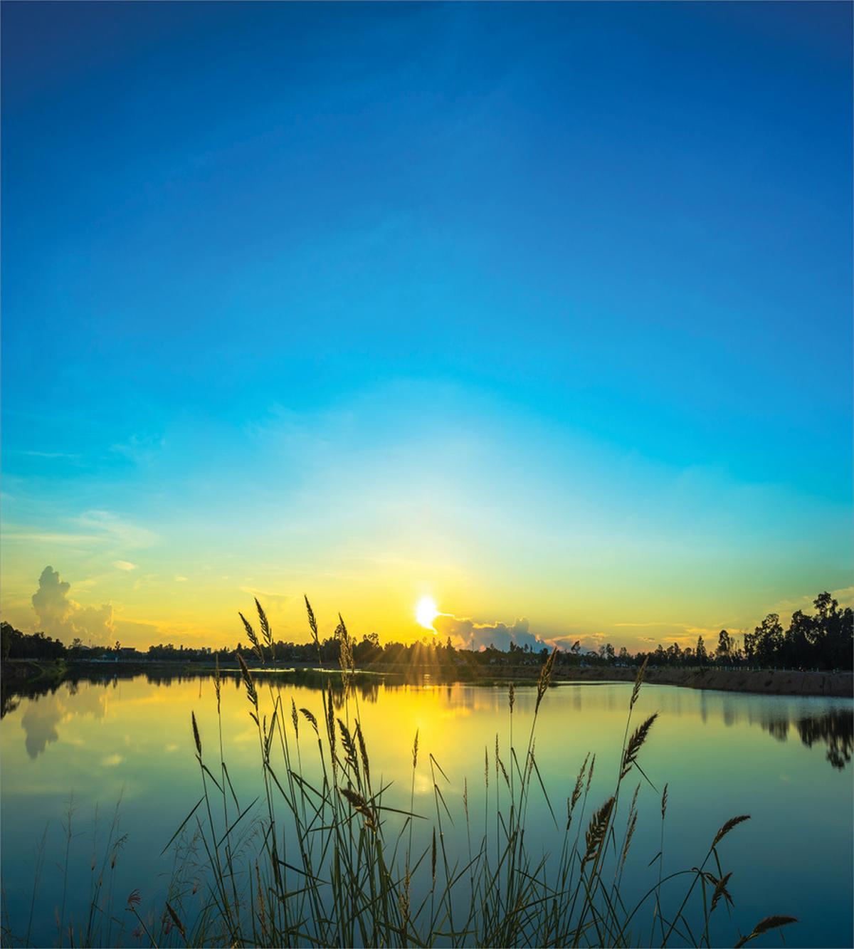 Serene Sunrise Reed Bed — Pattern