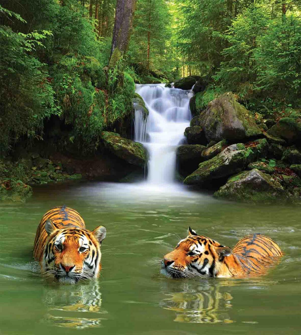 Siberian Tigers — Pattern