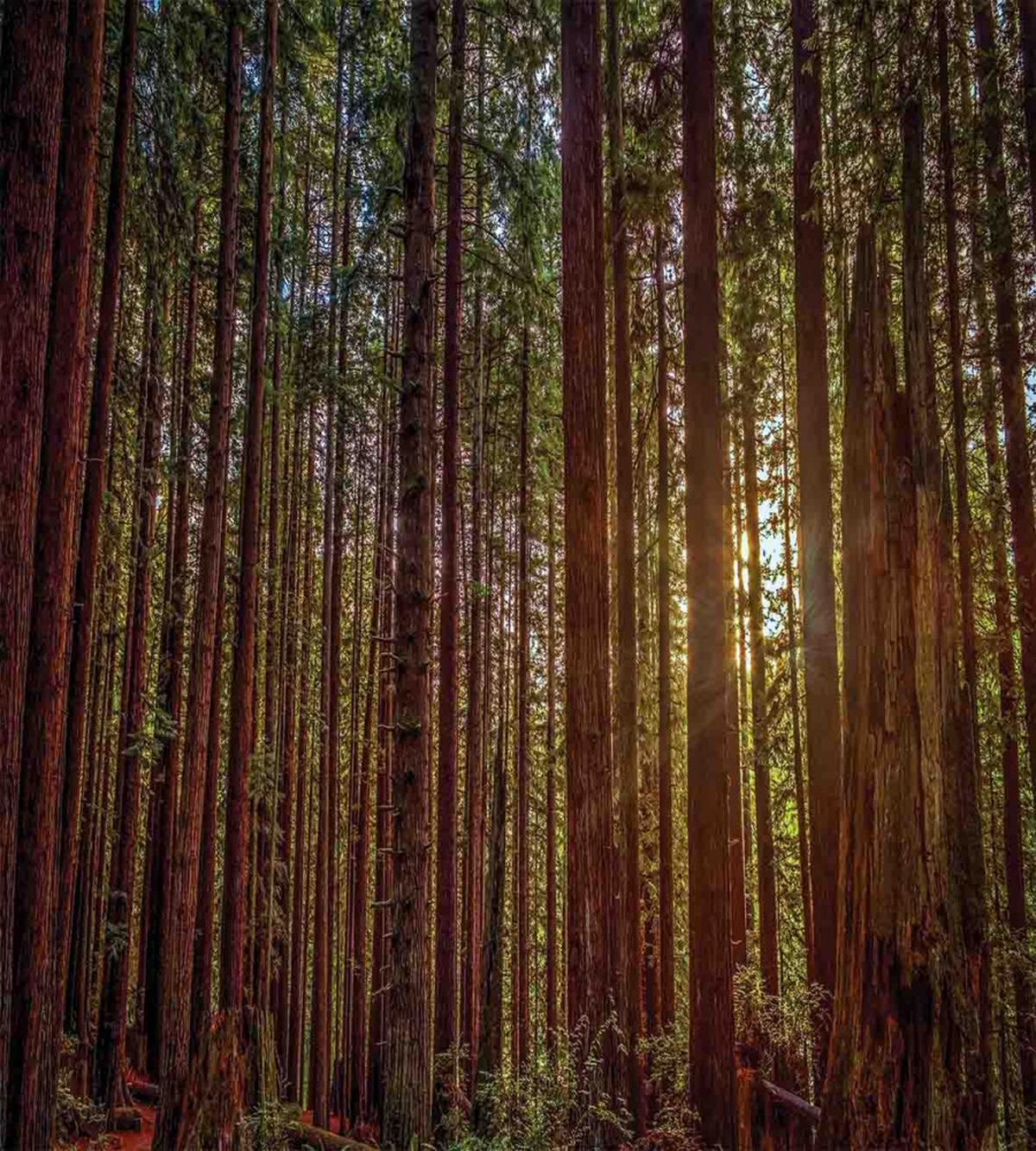 Redwood Forest Park USA — Pattern