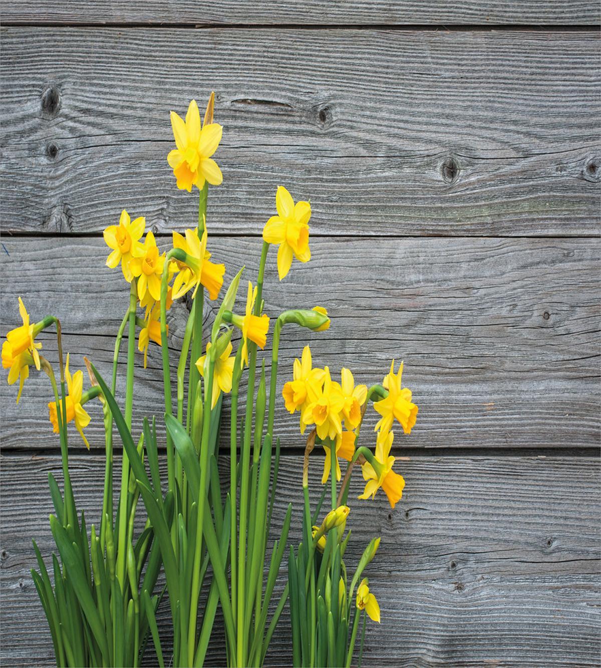 Daffodil Bouquet — Pattern
