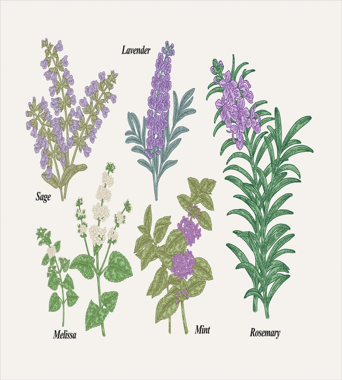 Botanical Infographic Plants — Pattern