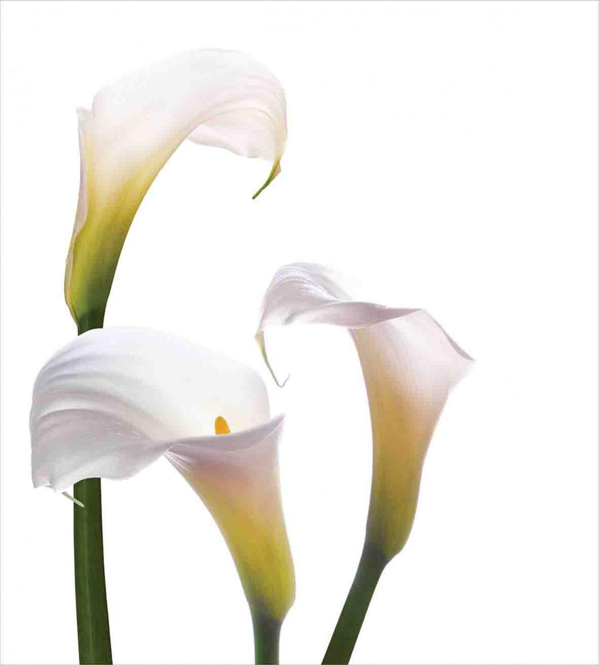 Calla Lilies Romantic — Pattern
