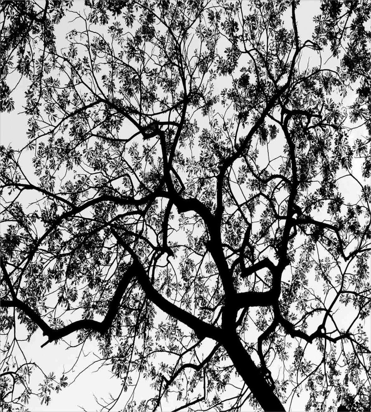 Spooky Black Tree Branch — Pattern