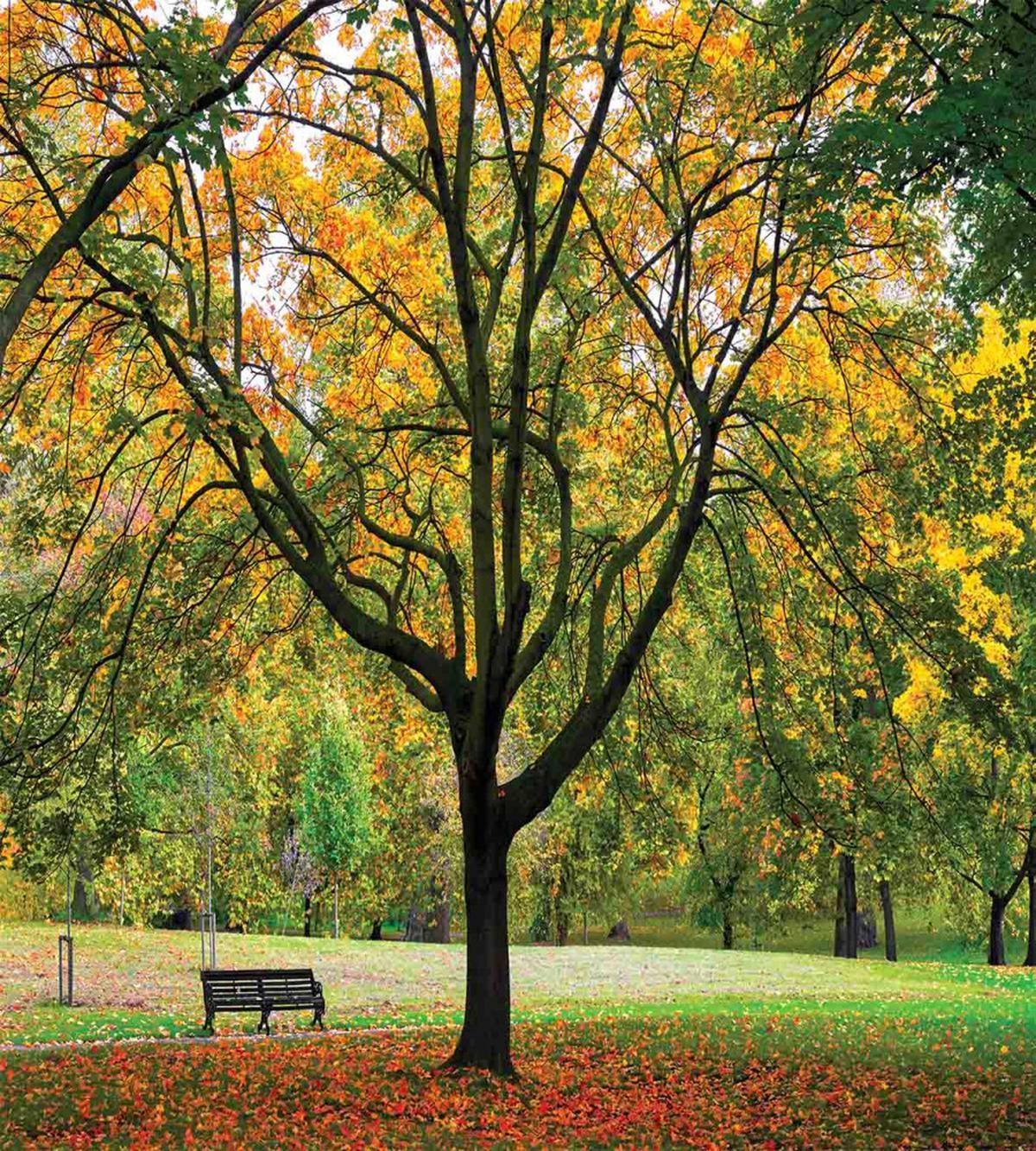 Autumn Park Leaves Nature — Pattern