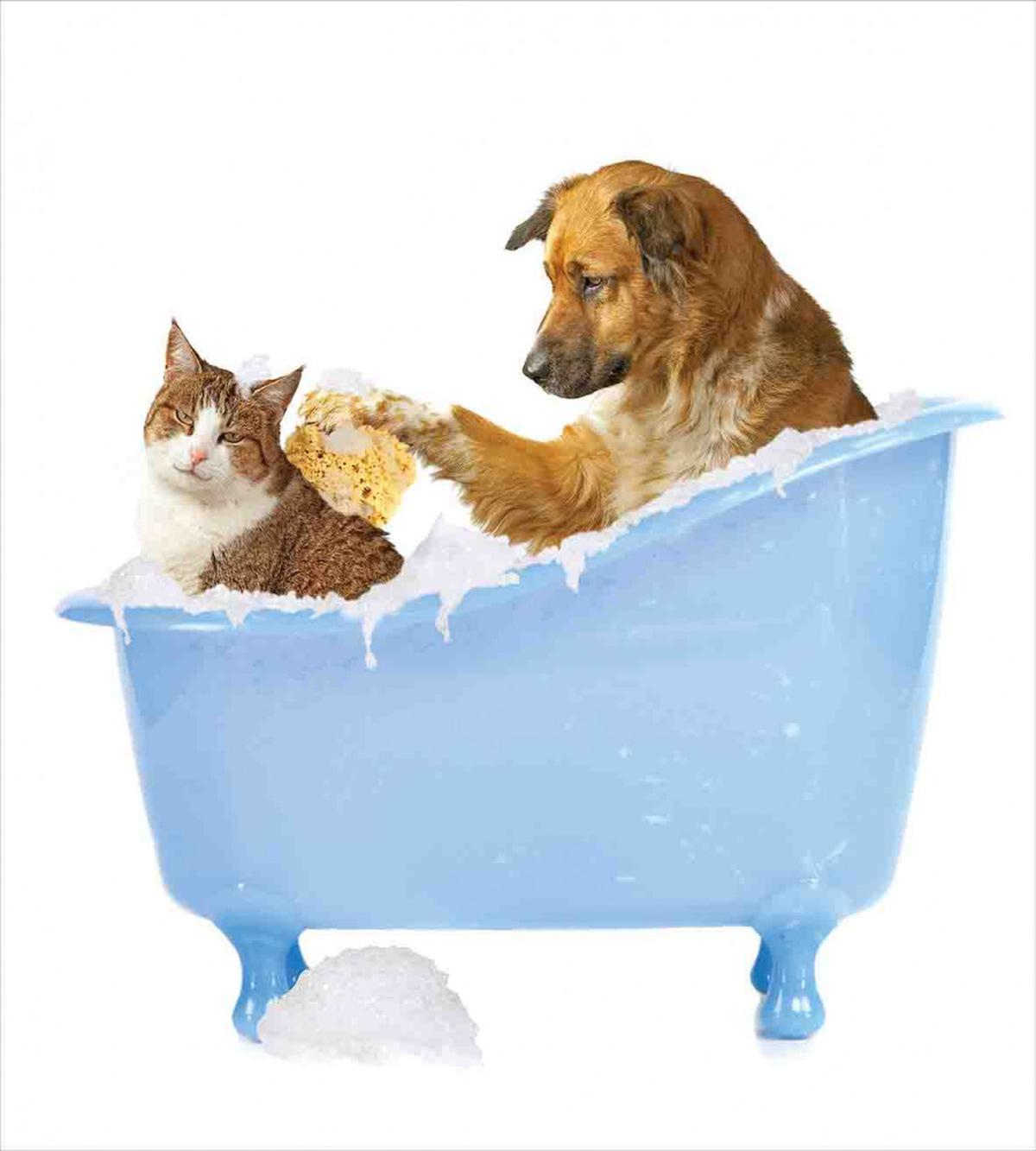 Dog and Cat in Bathtub — Pattern