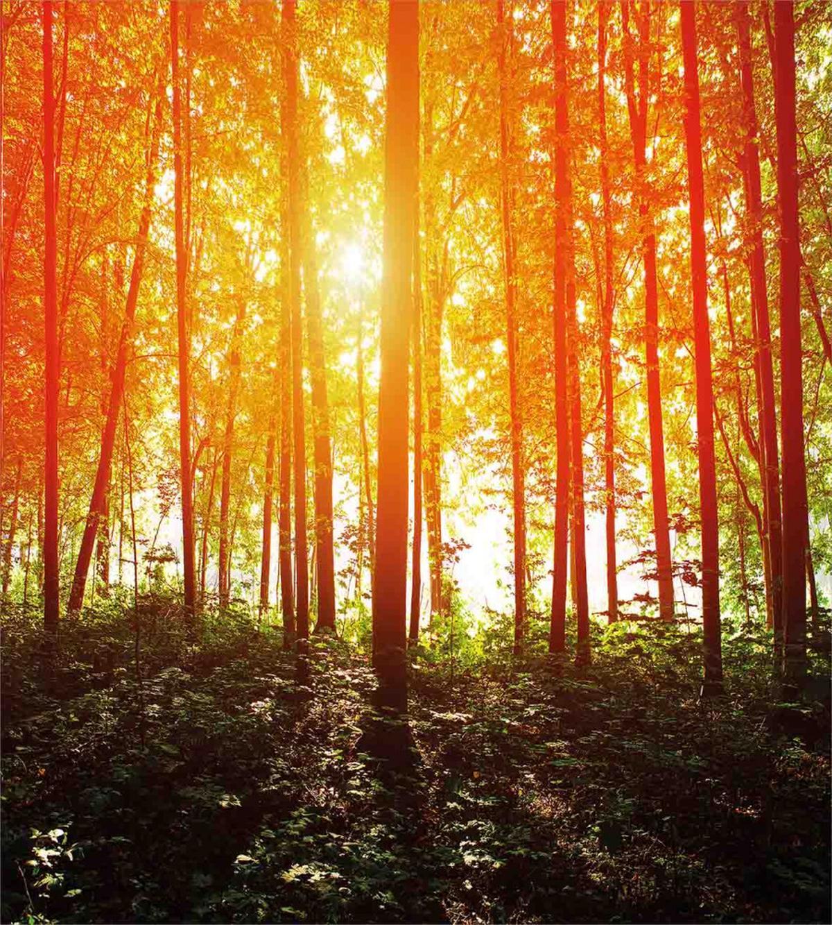 Foggy Forest Scenery — Pattern