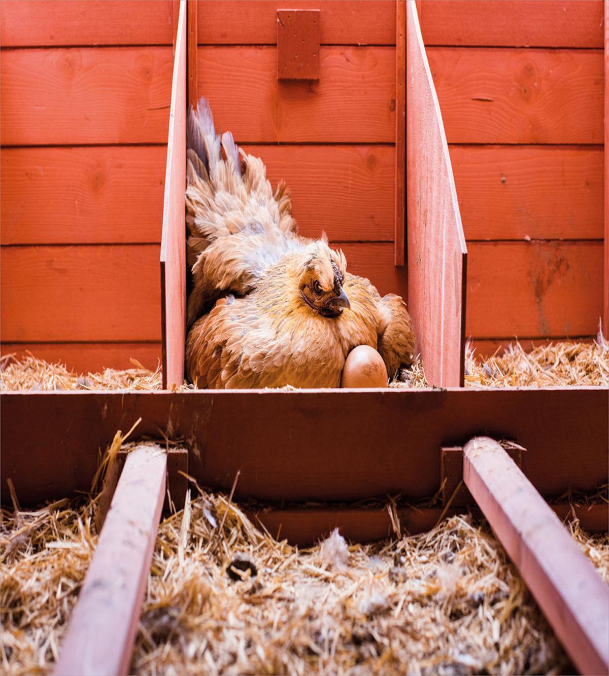 Hen in Cage with Eggs — Pattern