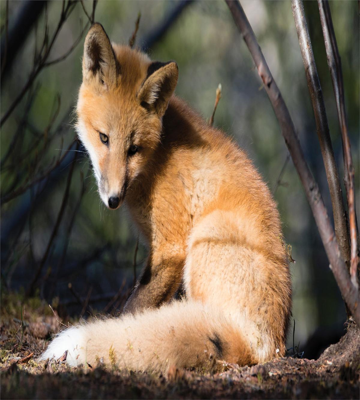 Young Coyote in Forest Sunrays — Pattern