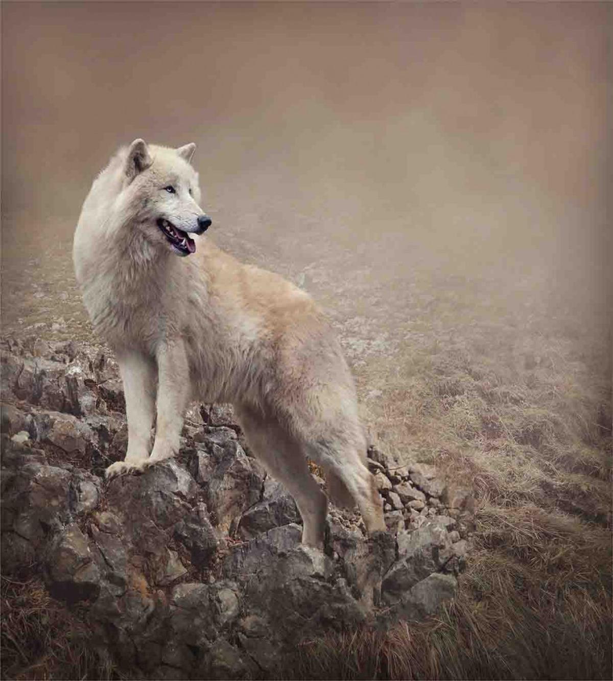 White Wolf on the Rocks — Pattern